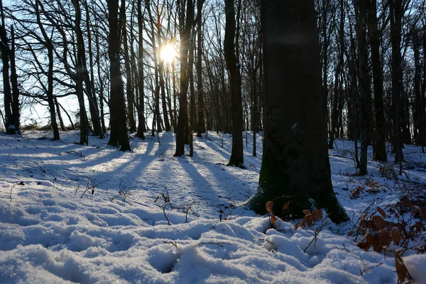 Zonsopkomst Achter Bomen Het Bos Met Sneeuw Schaduwen Spessart Beieren — Stockfoto