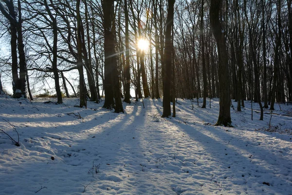 Nascer Sol Atrás Das Árvores Floresta Com Neve Longas Sombras — Fotografia de Stock