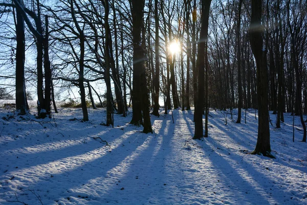 Zonsopkomst Achter Bomen Het Bos Met Sneeuw Lange Schaduwen Spessart — Stockfoto