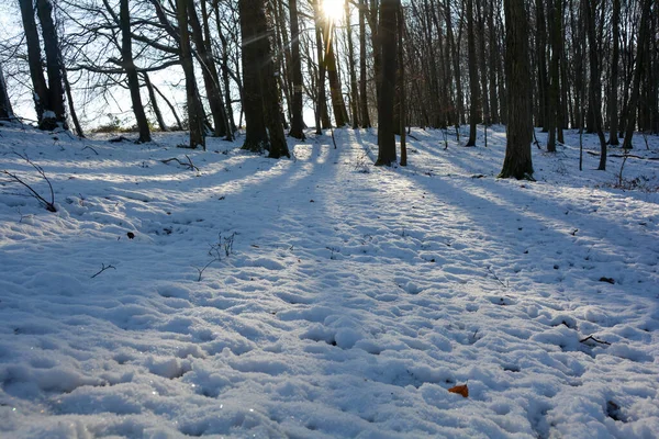 Sonnenaufgang Hinter Bäumen Wald Mit Schnee Und Langen Schatten Spessart — Stockfoto