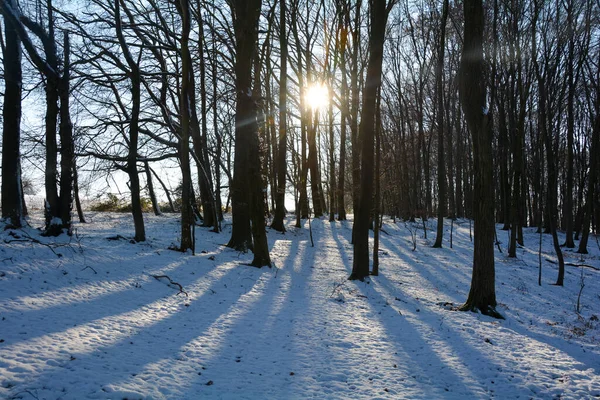 Zonsopkomst Achter Bomen Het Bos Met Sneeuw Lange Schaduwen Spessart — Stockfoto