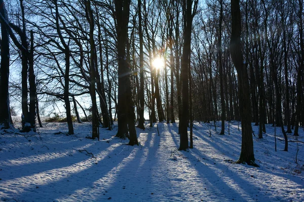Zonsopkomst Achter Bomen Het Bos Met Sneeuw Lange Schaduwen Spessart — Stockfoto
