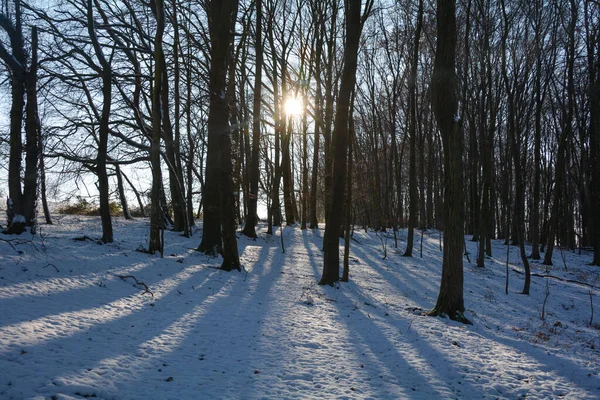 Zonsopkomst Achter Bomen Het Bos Met Sneeuw Lange Schaduwen Spessart — Stockfoto