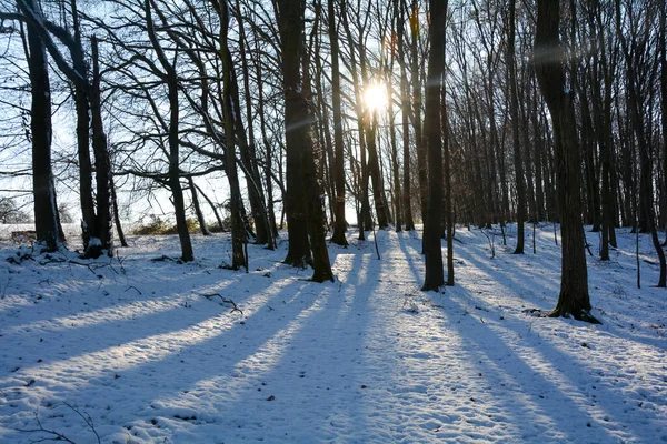 Sonnenaufgang Hinter Bäumen Wald Mit Viel Schnee Und Langen Schatten — Stockfoto