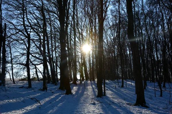 Sonnenaufgang Hinter Bäumen Wald Mit Schnee Und Langen Schatten Spessart — Stockfoto