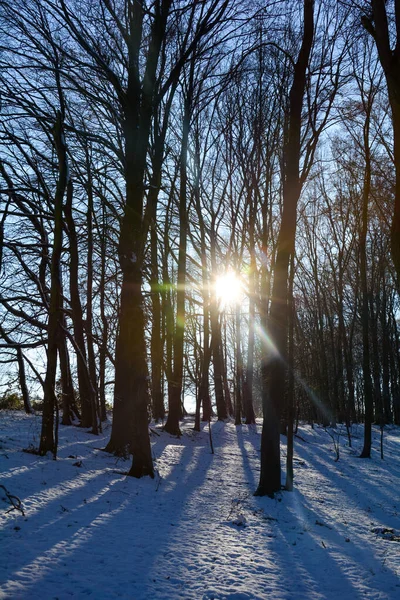 德国巴伐利亚斯皮萨特 日出时分 森林里的树木后面 长满了白雪和长长的阴影 — 图库照片