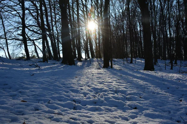 Alberi All Alba Nella Foresta Inverno Con Neve Sole Splendente — Foto Stock