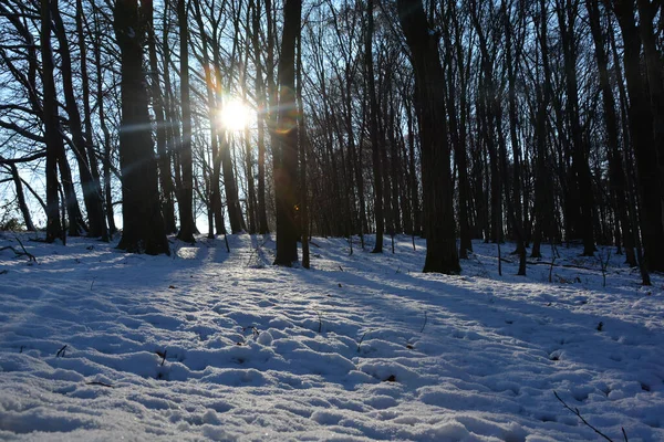 森林里的树在日出时分 有白雪 有灿烂的阳光 还有许多阳光 — 图库照片