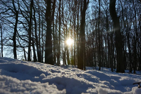 Bomen Bij Zonsopgang Het Bos Winter Met Sneeuw Stralende Zon — Stockfoto