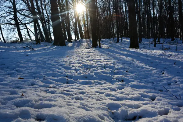 Trees Sunrise Forest Winter Snow Shining Sun Many Sunbeams Stock Image