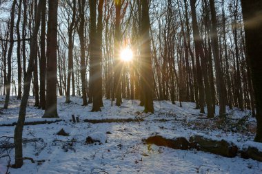 Ormanda gündoğumunda ağaçlar, karlı kış ve parlayan güneş ve bir sürü güneş ışığı