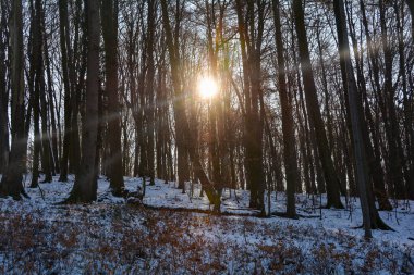 Ormanda gündoğumunda ağaçlar, karlı kış ve parlayan güneş