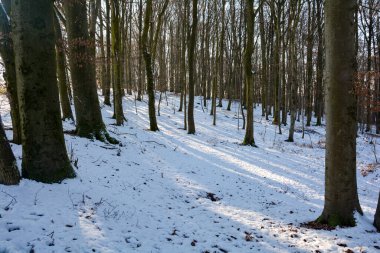 Ormandaki ağaçlar, karlı kış ve gölgeli güneş ışığı.