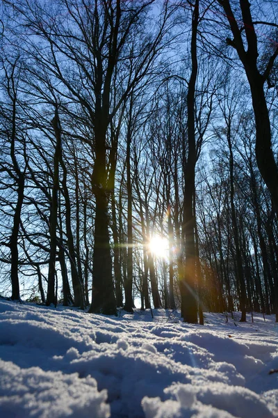 Tiefschnee Mit Sonnenaufgang Hinter Den Bäumen Spessart Bayern Deutschland — Stockfoto