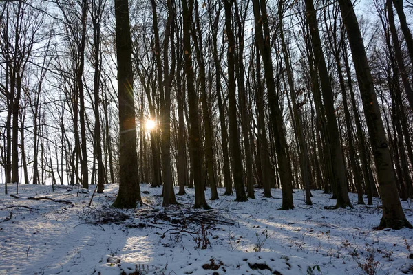 Schnee Mit Sonnenaufgang Hinter Bäumen Einem Wald Spessart Bayern Deutschland — Stockfoto