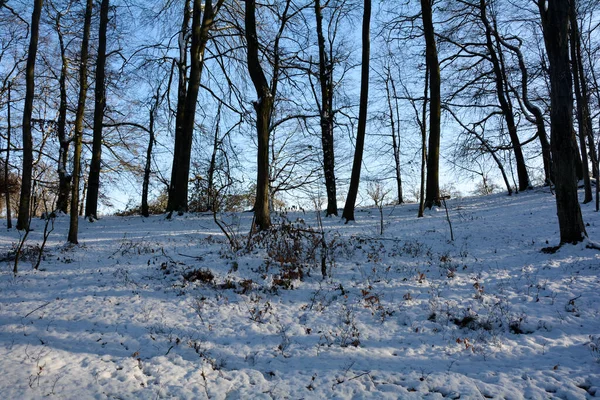 Bomen Het Bos Winter Met Sneeuw Zonlicht Met Schaduwen — Stockfoto