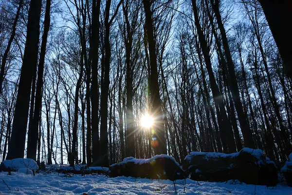 Árboles Amanecer Bosque Invierno Con Nieve Sol Brillante Muchos Rayos — Foto de Stock
