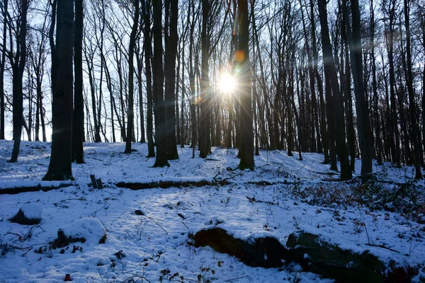 Trees at sunrise in the forest, winter with snow and shining sun and many sunbeams