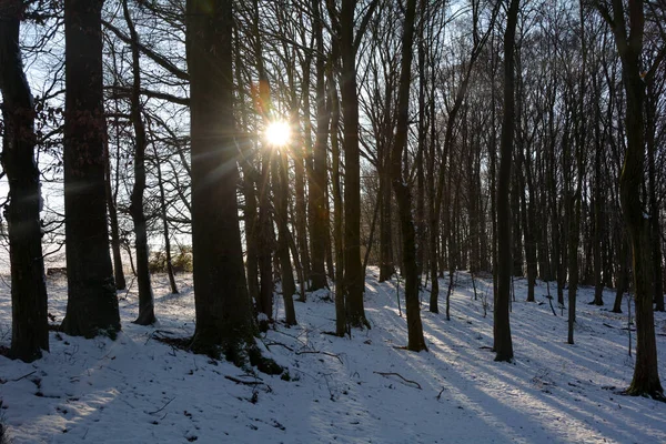 Bomen Bij Zonsopgang Het Bos Winter Met Sneeuw Stralende Zon — Stockfoto