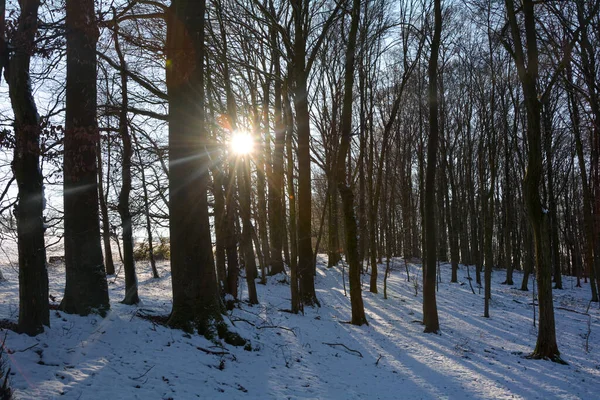 德国巴伐利亚斯皮萨特 日出时分的树木 白雪覆盖 阳光灿烂 — 图库照片