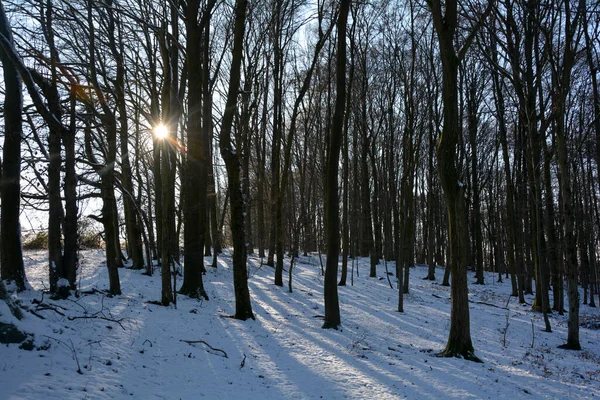 Bomen Bij Zonsopgang Het Bos Winter Met Sneeuw Stralende Zon — Stockfoto