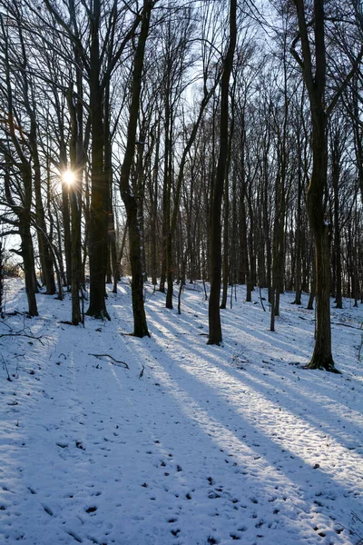 Drzewa Wschodzie Słońca Lesie Zima Śniegiem Przestrzenią Kopiowania Spessart Bawaria — Zdjęcie stockowe