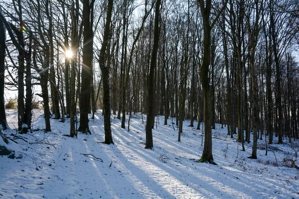 Bomen Bij Zonsopgang Het Bos Winter Met Sneeuw Stralende Zon — Stockfoto