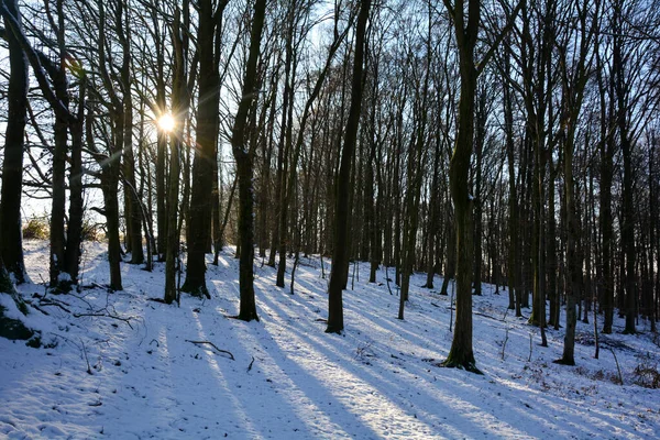 Bäume Bei Sonnenaufgang Wald Winter Mit Schnee Und Strahlender Sonne — Stockfoto