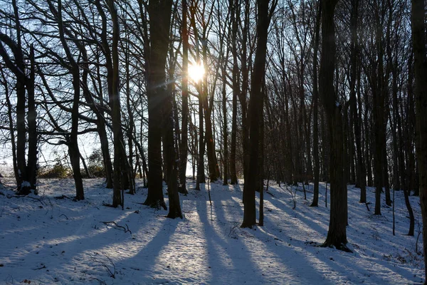 Bäume Bei Sonnenaufgang Wald Winter Mit Schnee Und Strahlender Sonne — Stockfoto