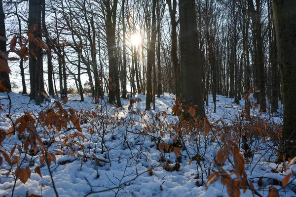 德国巴伐利亚斯皮萨特 日出时分 森林里的树木后面 长满了白雪和褐色的叶子 — 图库照片