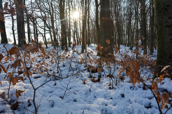 德国巴伐利亚斯皮萨特 日出时分的树木 白雪覆盖 阳光灿烂 — 图库照片