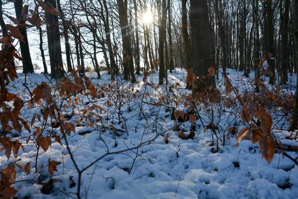 Frühe Morgensonne Wald Mit Schnee Spessart Bayern Deutschland — Stockfoto