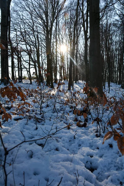 德国巴伐利亚 斯皮萨特 清晨的阳光和雪在森林里 — 图库照片