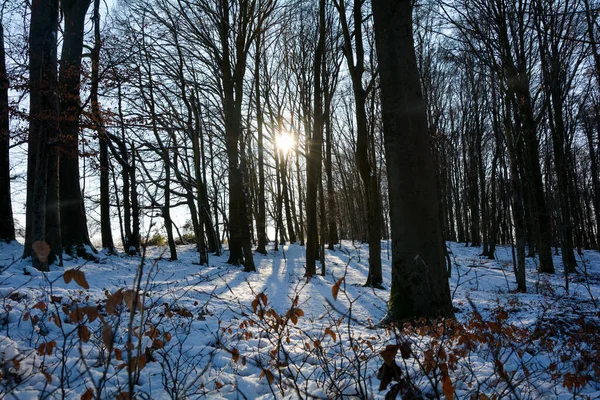 Vroege Ochtendzon Het Bos Met Sneeuw Spessart Beieren Duitsland — Stockfoto