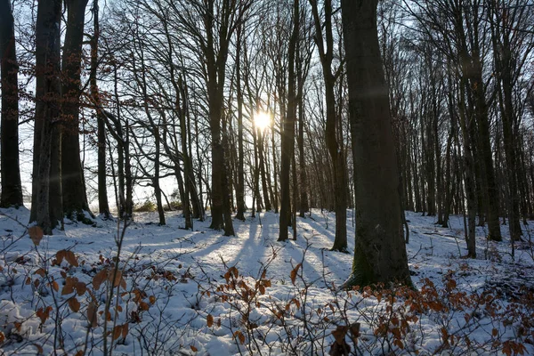 Frühe Morgensonne Wald Mit Schnee Spessart Bayern Deutschland — Stockfoto