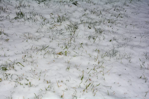 Campo Com Muita Neve Branca Algumas Lâminas Verdes Grama — Fotografia de Stock