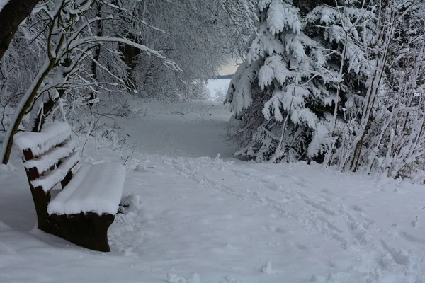 Скамейка Зимой Краю Леса Большим Количеством Снега — стоковое фото