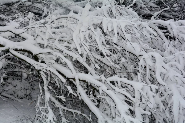 Grandes Galhos Uma Árvore Cheia Neve Inverno — Fotografia de Stock