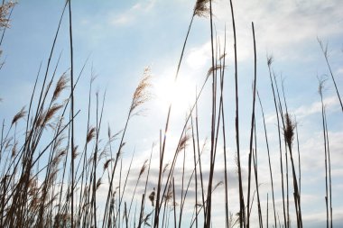 Yüksek kahverengi çimenler, güneş ve gökyüzü