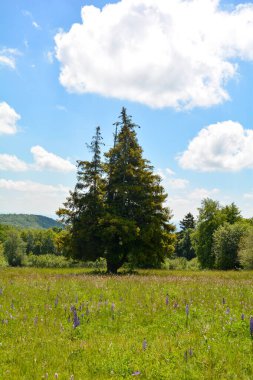 Hohe Rhoen, Bavyera, Almanya 'da lupinli ağaç ve yeşil çayırlar