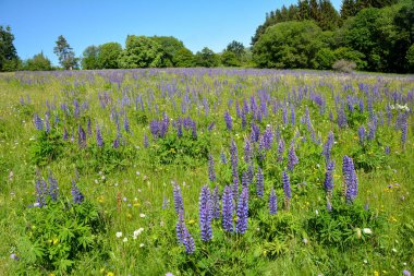 Yüksek Rhn 'da mor lupinleri olan bir çayırda büyük bir ağaç, mavi gökyüzü olan Almanya