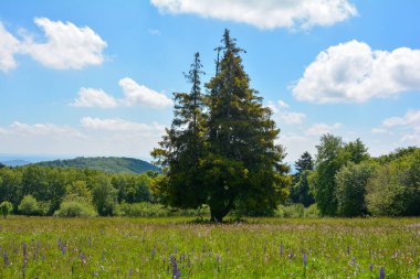Hohe Rhoen, Bavyera, Almanya 'da lupinli ormanlar ve yeşil çayırlar