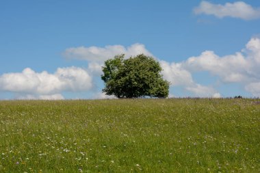 Yüksek Rhoen, Bavyera, Almanya 'da ağaç ve mavi gökyüzü olan çiçek çayırı