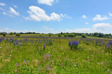 Yüksek Rhoen, Bavyera, Almanya 'da bir sürü mor lupinli yeşil çayırlar
