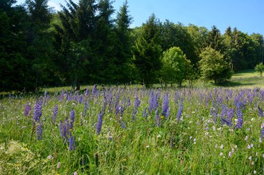 Yüksek Rhn 'da mor lupinleri olan bir çayırda büyük bir ağaç, mavi gökyüzü olan Almanya