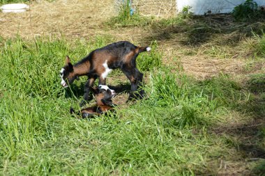 Yeşil çayırda 2 haftalık keçi kuzu eti