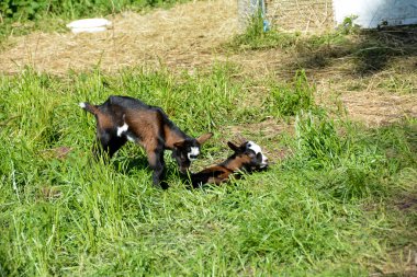 Yeşil çayırda 2 haftalık keçi kuzu eti