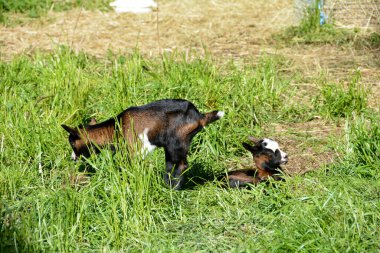 Yeşil çayırda 2 haftalık keçi kuzu eti