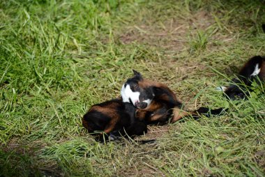 Yeşil çayırda 1 haftalık bir keçi kuzusu