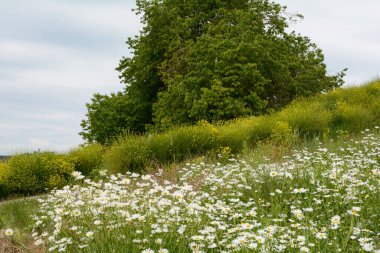 Tepenin tepesinde büyük bir ağaç ve bir çayırda bir sürü papatya.